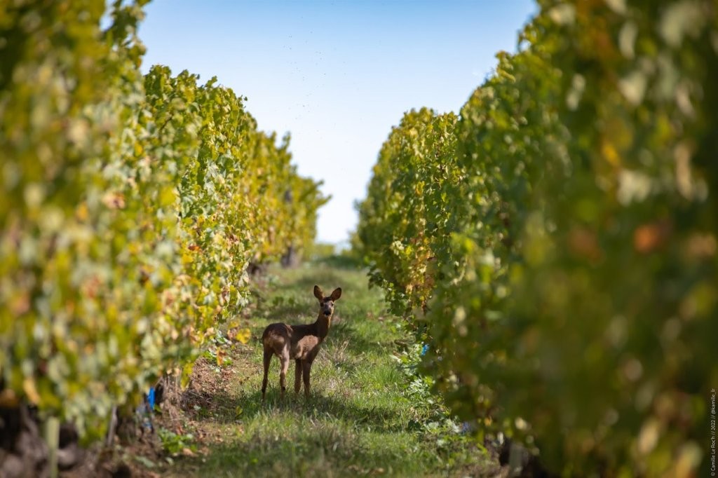 Printemps / Été 2026 – Venez découvrir nos vignes